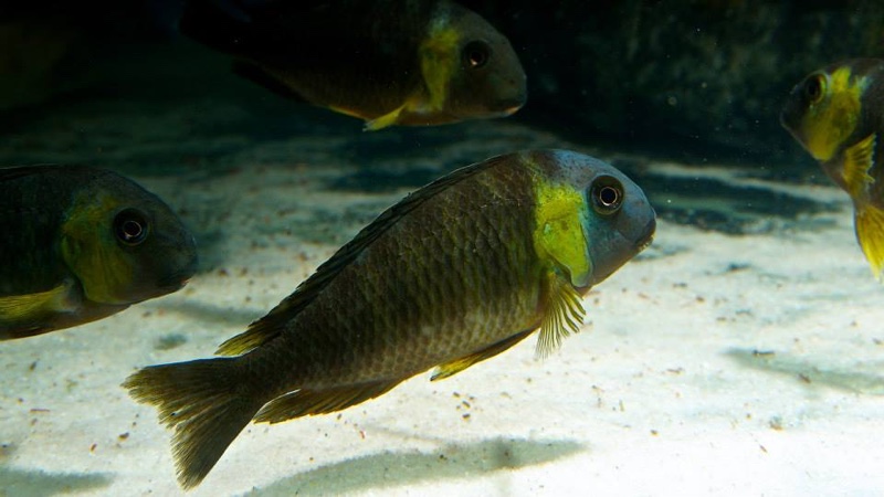 Tropheus sp. 'lukuga' Kabimba